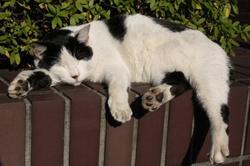 ひなたぼっこ　ねこ