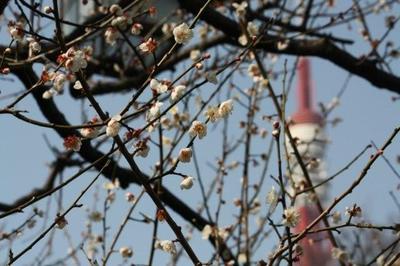 芝公園の梅