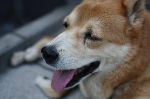 ポートレートまちゃ