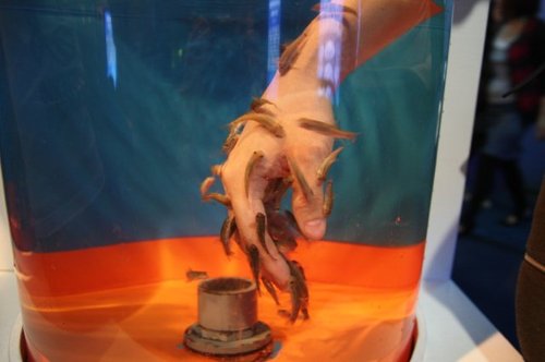 ドクターフィッシュ