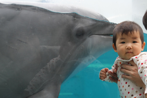 イルカと子供
